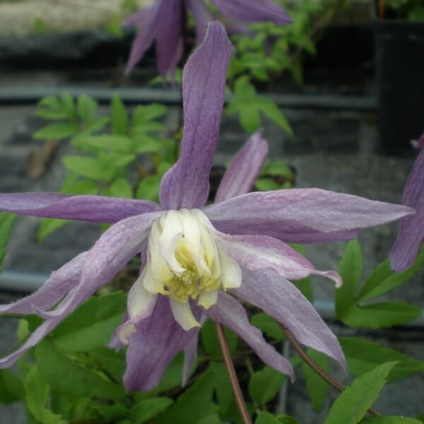 Clematis botaniczny Violet Pink PEŁNY P9/C1 - obrazek 3