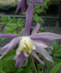 Alternative view of Clematis botaniczny Violet Pink PEŁNY poj. 2L
