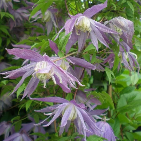 Clematis botaniczny Violet Pink PEŁNY P9/C1 - obrazek 2