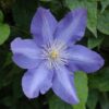 Clematis Vyvyan Pennell (wielkokwiatowy) P9/C1