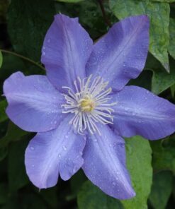 Clematis Vyvyan Pennell (wielkokwiatowy) P9/C1