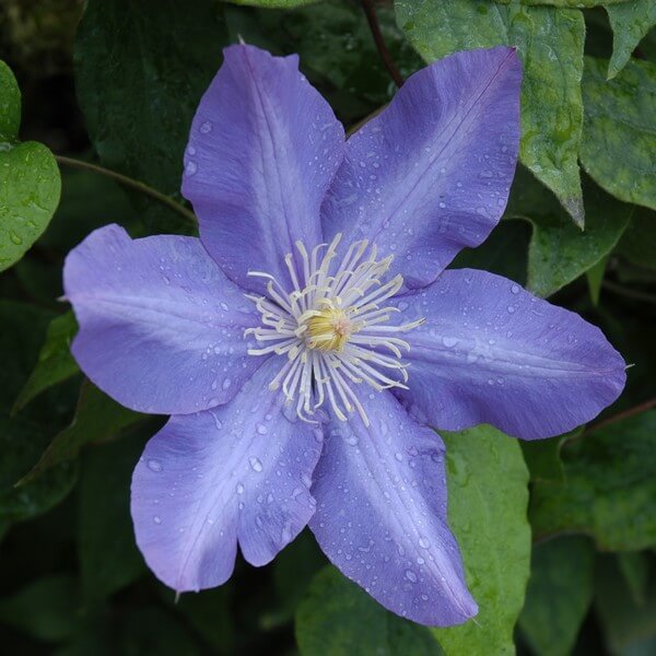 Clematis Vyvyan Pennell (wielkokwiatowy) P9/C1