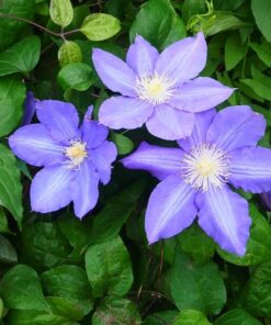 Clematis Vyvyan Pennell (wielkokwiatowy) poj, 2l