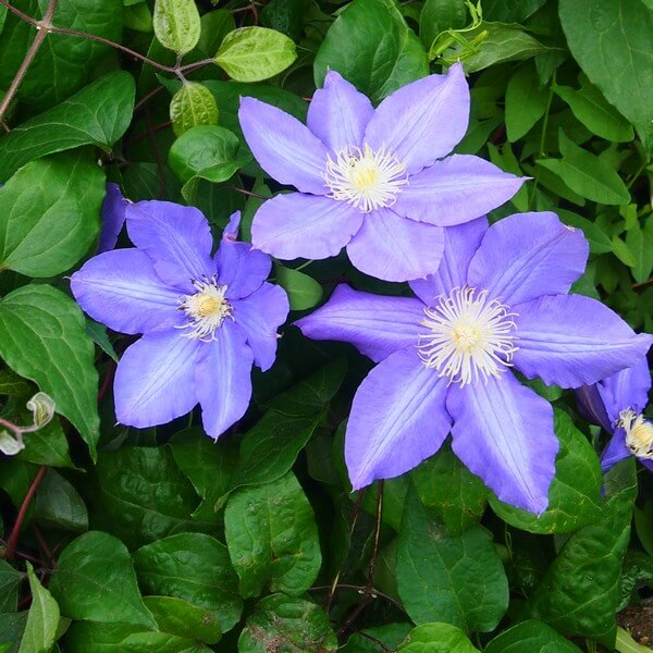 Clematis Vyvyan Pennell (wielkokwiatowy) P9/C1 - obrazek 5