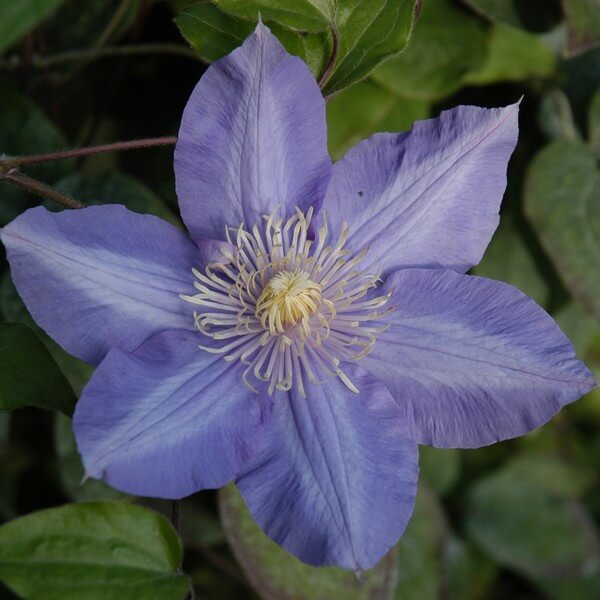 Clematis Vyvyan Pennell (wielkokwiatowy) P9/C1 - obrazek 4