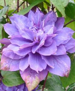 Alternative view of Clematis Vyvyan Pennell (wielkokwiatowy) poj, 2l