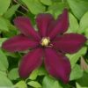 Clematis Warszawska Nike (wielkokwiatowy) P9/C1
