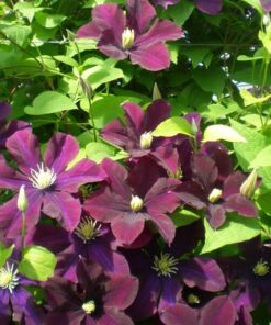 Alternative view of Clematis Warszawska Nike (wielkokwiatowy) poj, 4l