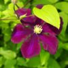 Clematis Warszawska Nike (wielkokwiatowy) poj, 2l