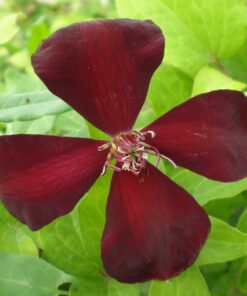 Clematis Westerplatte P9/C1