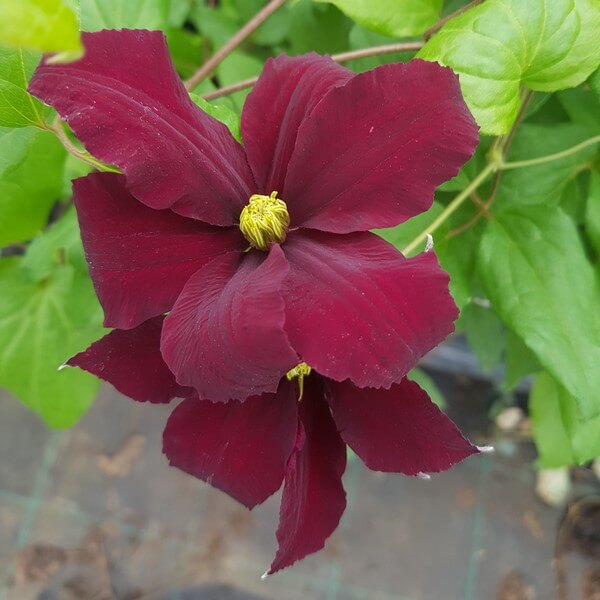 Clematis Westerplatte P9/C1 - obrazek 3