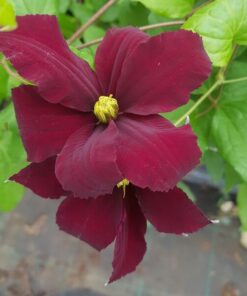 Clematis Westerplatte poj, 4L