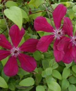 Alternative view of Clematis Westerplatte P9/C1