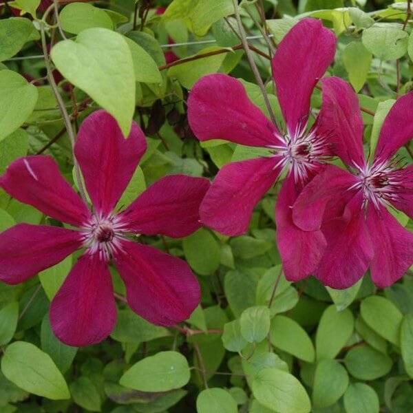 Clematis Westerplatte P9/C1 - obrazek 2