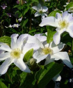 Alternative view of Clematis Yukikomachi (wielkokwiatowy) poj, 4L