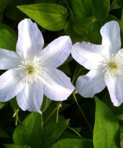 Clematis Yukikomachi (wielkokwiatowy) poj, 4L