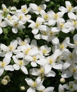 Clematis montana 'Chrysocoma' poj. 2L