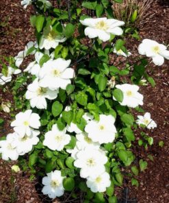 Alternative view of Clematis Guernsey Cream P9/C1