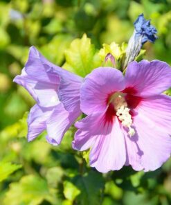Ketmia syryjska (Hibiskus) 'Woodbridge' poj, 2l