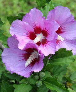 Ketmia syryjska (Hibiskus) 'Maike' poj. 4L