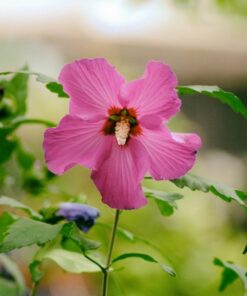 Alternative view of Ketmia syryjska (Hibiskus) 'Maike' poj. 4L