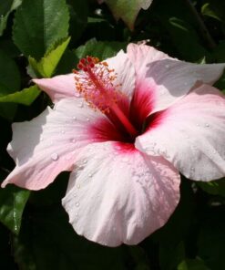 Ketmia syryjska (Hibiskus) 'Mathilde' P9/C1