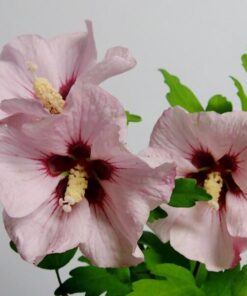 Ketmia syryjska (Hibiskus) 'Mathilde' poj, 2L