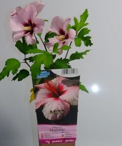 Alternative view of Ketmia syryjska (Hibiskus) 'Mathilde' poj, 2L