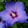 Ketmia syryjska (Hibiskus) 'Oiseau Bleu' syn, 'Blue Bird' P9/C1