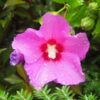 Ketmia syryjska (Hibiskus) 'Pink Giant' poj. 2L
