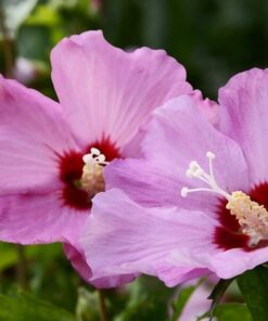 Alternative view of Ketmia syryjska (Hibiskus) 'Pink Giant' poj. 2L