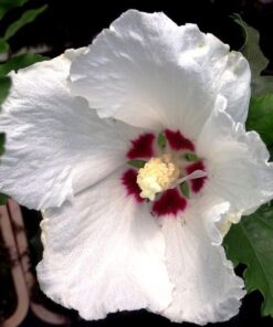 Ketmia syryjska (Hibiskus) 'Red Heart' poj. 4L