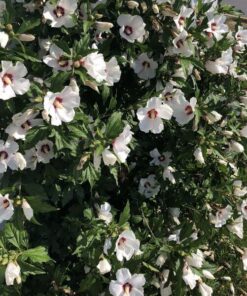 Alternative view of Ketmia syryjska (Hibiskus) 'Red Heart' poj. 4L