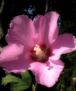 Ketmia syryjska (Hibiskus) Russian Violet P9/C1