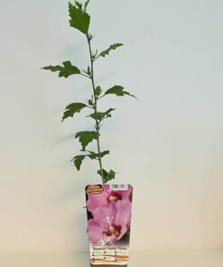 Alternative view of Ketmia syryjska (Hibiskus) Russian Violet P9/C1