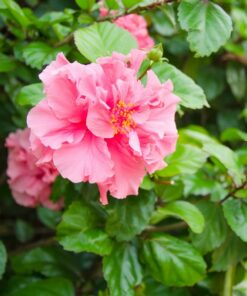 Alternative view of Ketmia syryjska (Hibiskus) ‘Sanchoyo’ poj. 4L