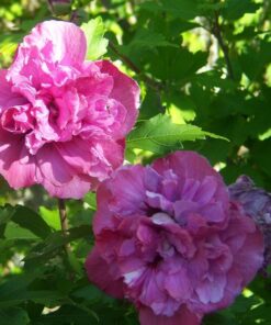 Ketmia syryjska (Hibiskus) ‘Sanchoyo’ poj. 4L