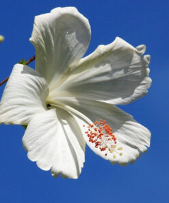 Alternative view of Ketmia syryjska (Hibiskus) 'William R, Smith' poj, 2l