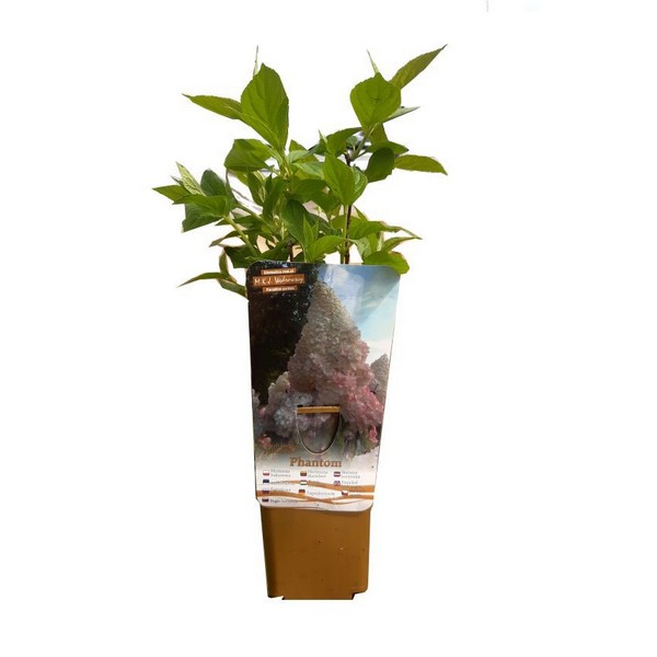 Hortensja bukietowa 'PHANTOM' P9/C1 - obrazek 3