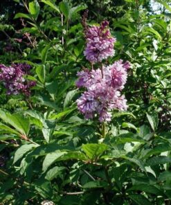 Alternative view of Lilak (bez) Josikaea poj, 4L