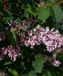 Lilak (bez) Josikaea poj, 4L