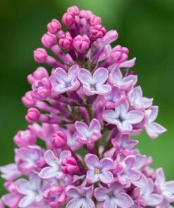 Lilak (bez) omszony 'Miss Kim' P9/C1