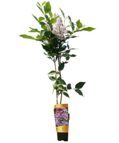 Alternative view of Lilak (bez) omszony 'Miss Kim' P9/C1