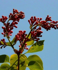 Alternative view of Lilak (Bez) Red Pixie poj. 4L