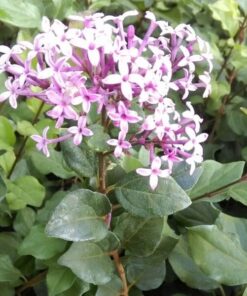 Lilak (Bez) Red Pixie poj. 4L