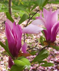 Magnolia 'Betty' poj, 2L
