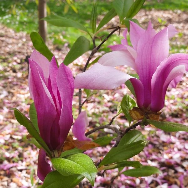 Magnolia 'Betty' poj, 2L