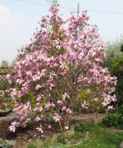 Alternative view of Magnolia 'Betty' poj, 2L