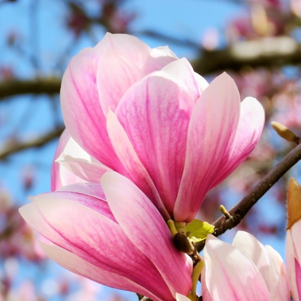 Magnolia 'Betty' poj, 2L - obrazek 3