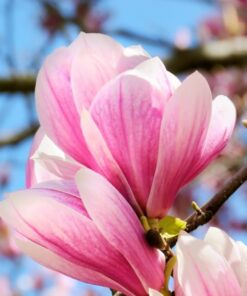 Magnolia 'Betty' P9/C1